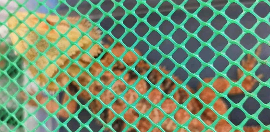 Online Seller of Wildlife Species Arrested