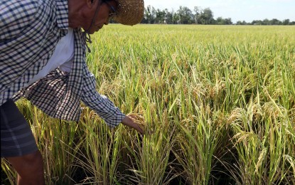 2.5K Zambales rice farmers get gov’t cash&nbsp;aid