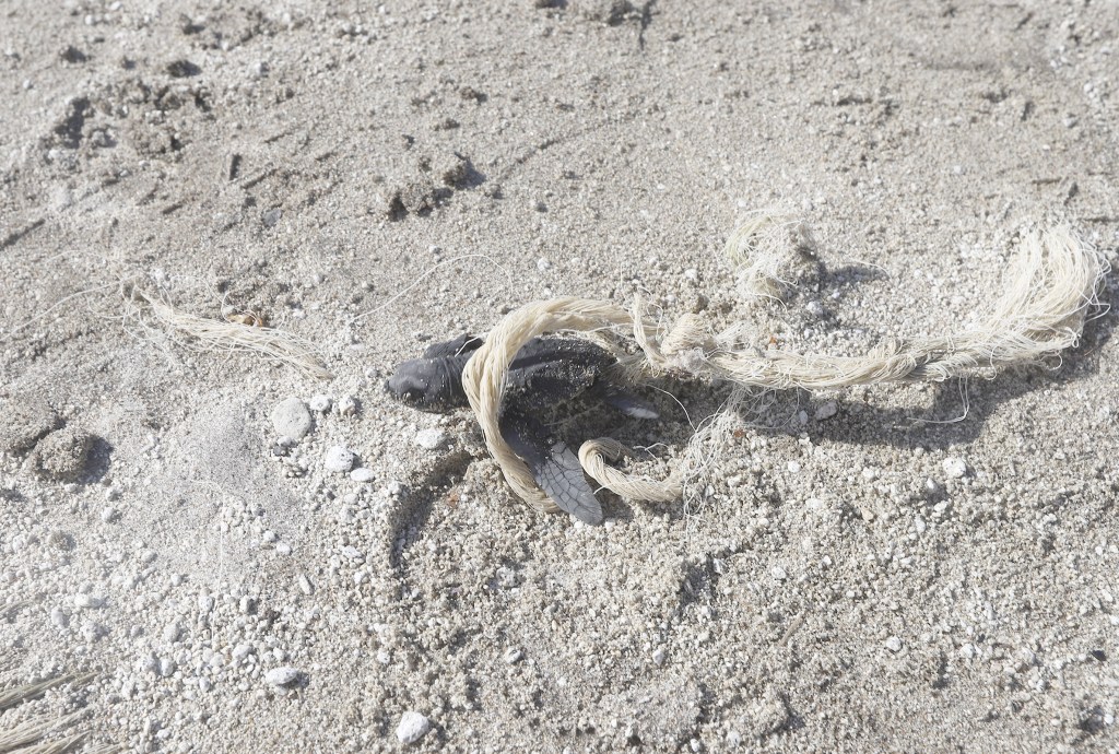 Pawikan hatching season