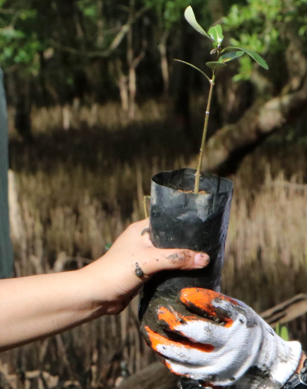 Mangrove planting and&nbsp;clean-up