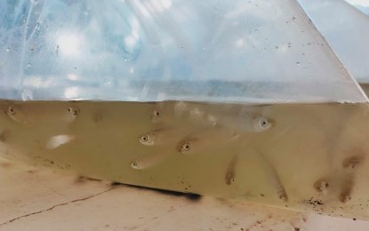 BFAR allots 2M fingerlings for typhoon-hit fishers in C.&nbsp;Luzon