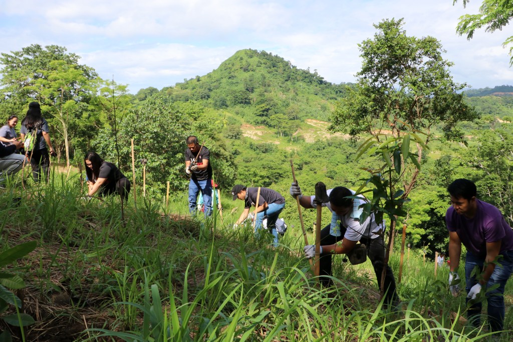 Tree planting season