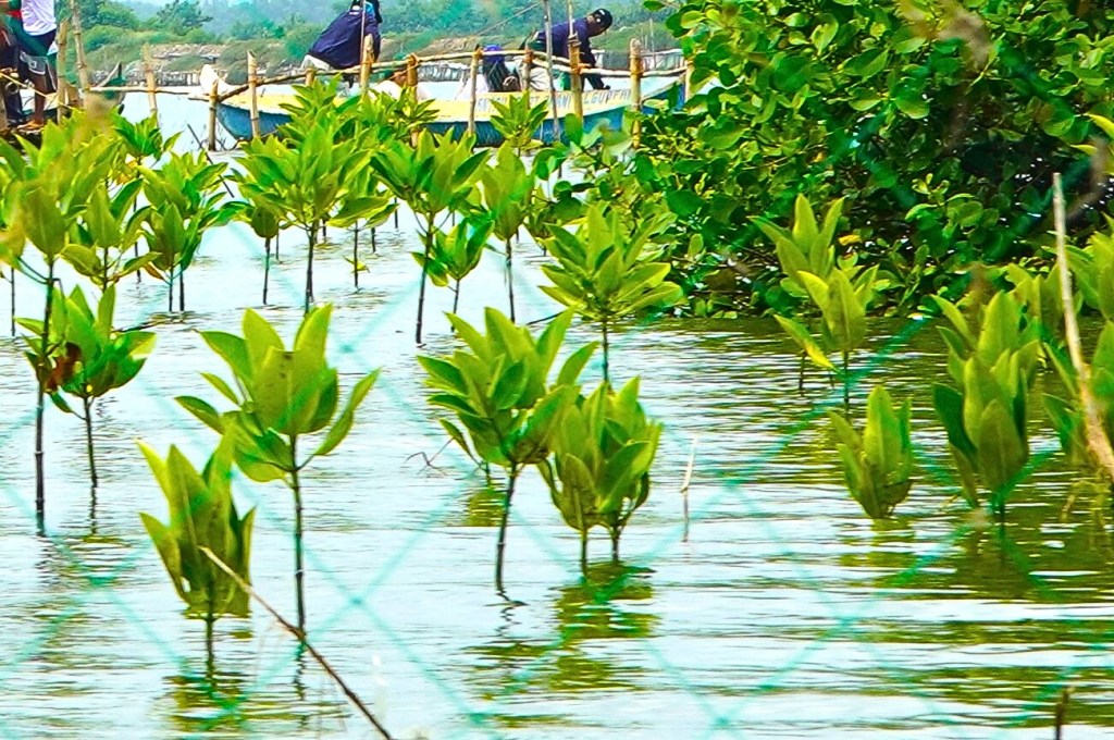 GMEC environmental strand commences for mangrove nurturing&nbsp;project