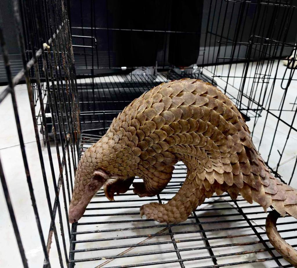 Angeles City LGU and residents turn over pangolin to&nbsp;DENR