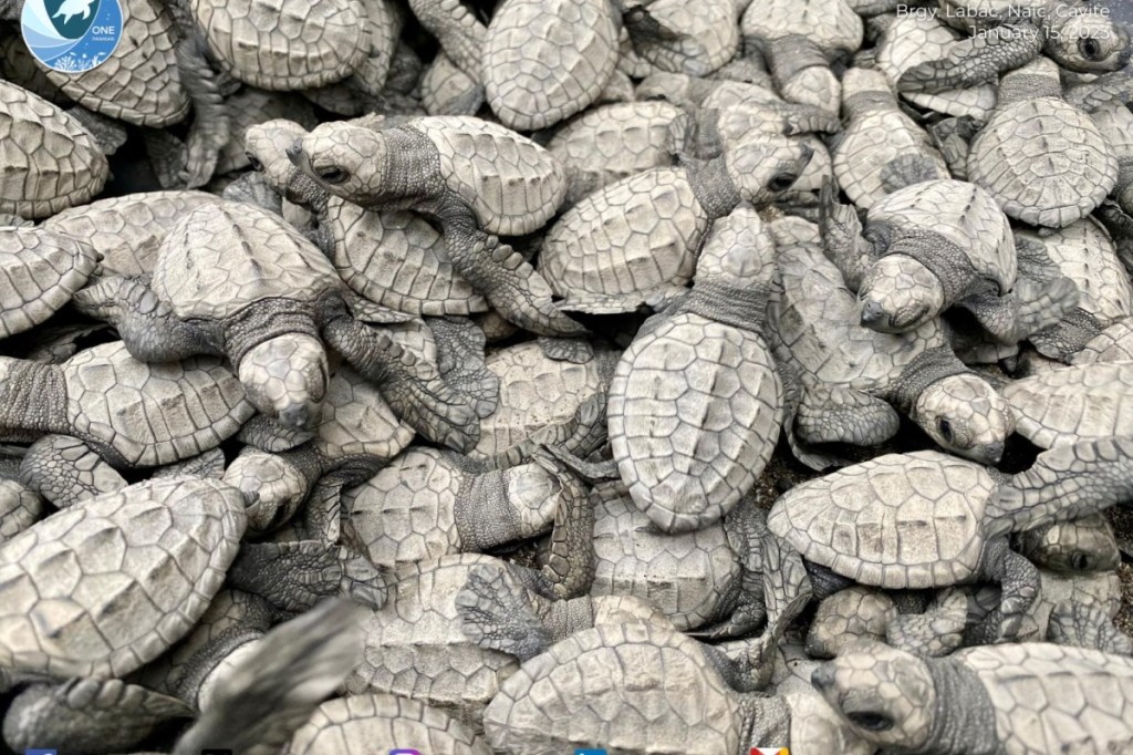 Public participation sought for sea turtle&nbsp;protection