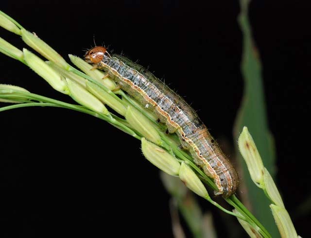 DA helps farmers hit by armyworm infestation in N. Ecija,&nbsp;Tarlac