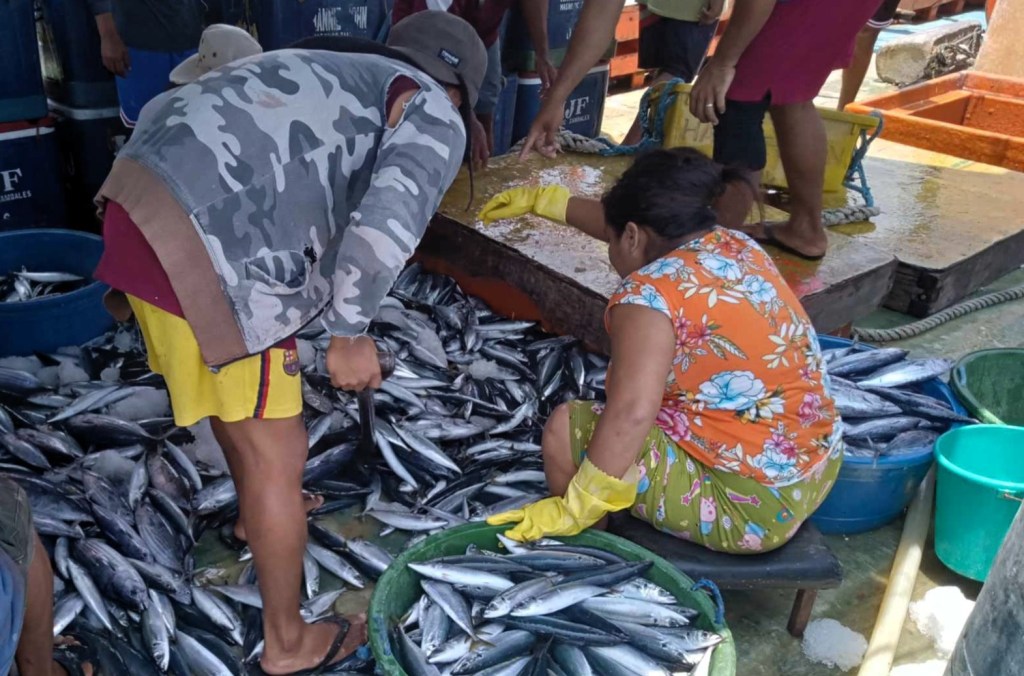Zambales allocates P1.8-M for payao project to ensure local fish&nbsp;catch