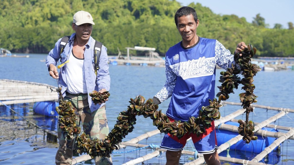 BFAR leads first mussel harvest of program beneficiary in&nbsp;Zambales