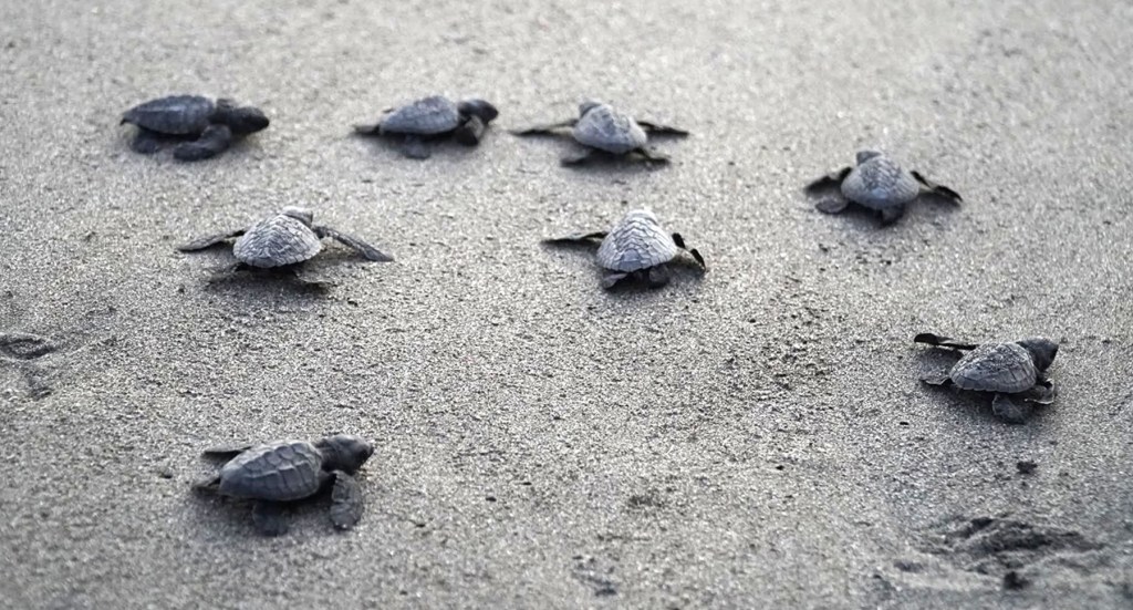 AboitizPower support sea turtle conservation in&nbsp;Bataan