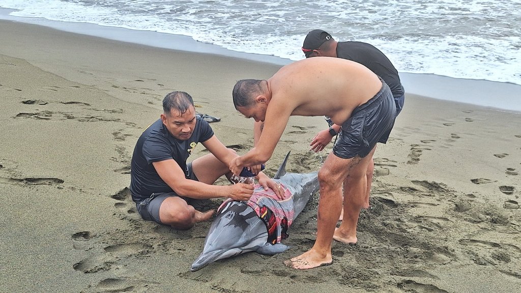 Dolphin rescue