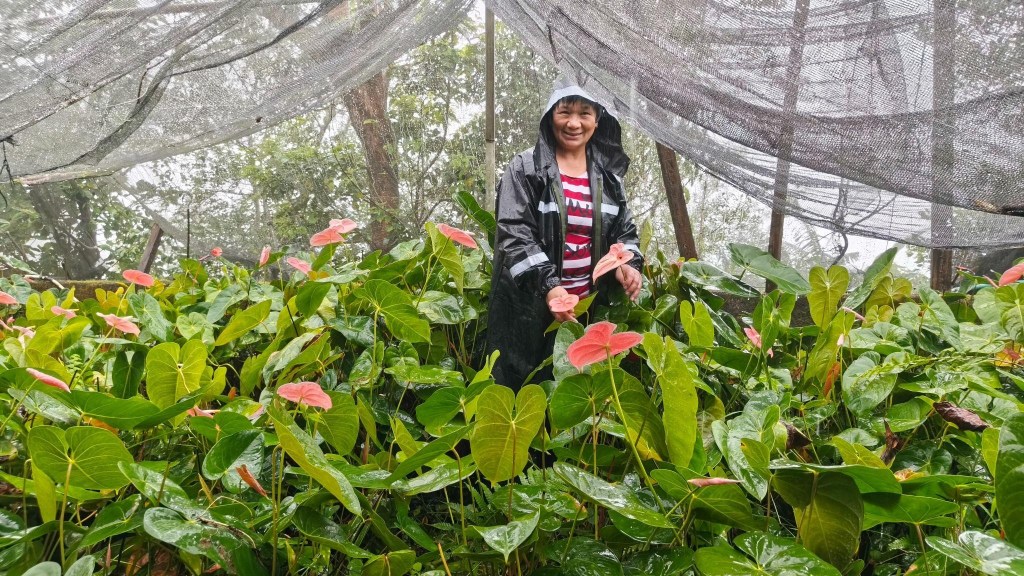 Aboitiz Renewables backs local flower industry in Benguet through royalty&nbsp;shares
