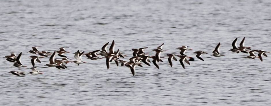 DENR tracking migratory bird species in&nbsp;Bataan