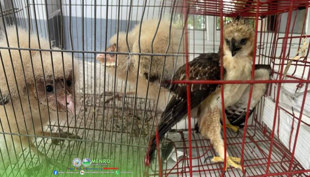 Nasagip na Philippine Grass Owls at Philippine Hawk-Eagle, isinurender sa&nbsp;MENRO