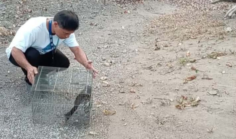 Juvenile Brown Hawk Owl Rescued in Tarlac, Safely&nbsp;Released