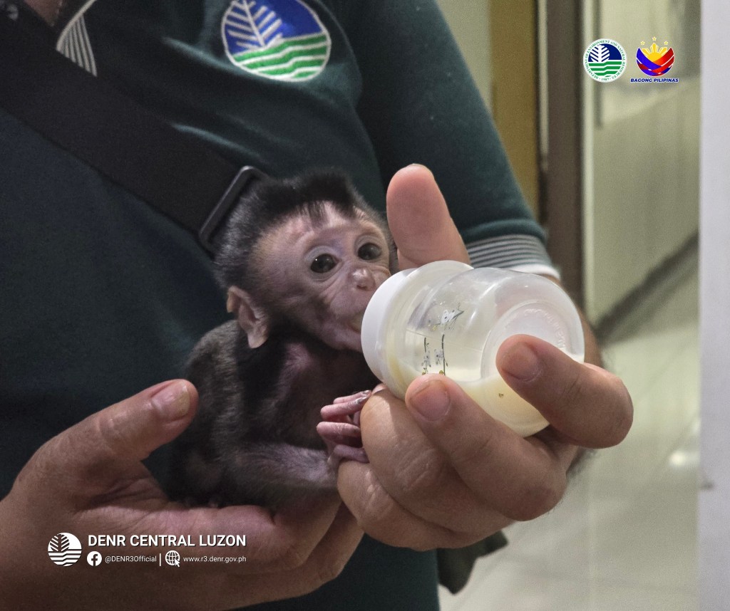 Concerned citizen helps rescue abandoned&nbsp;macaque