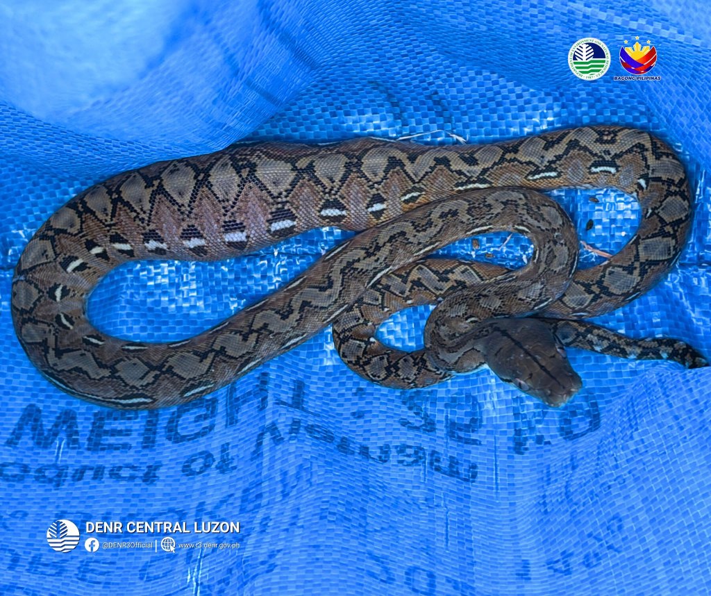 DENR RESCUE JUVENILE RETICULATED PYTHON
