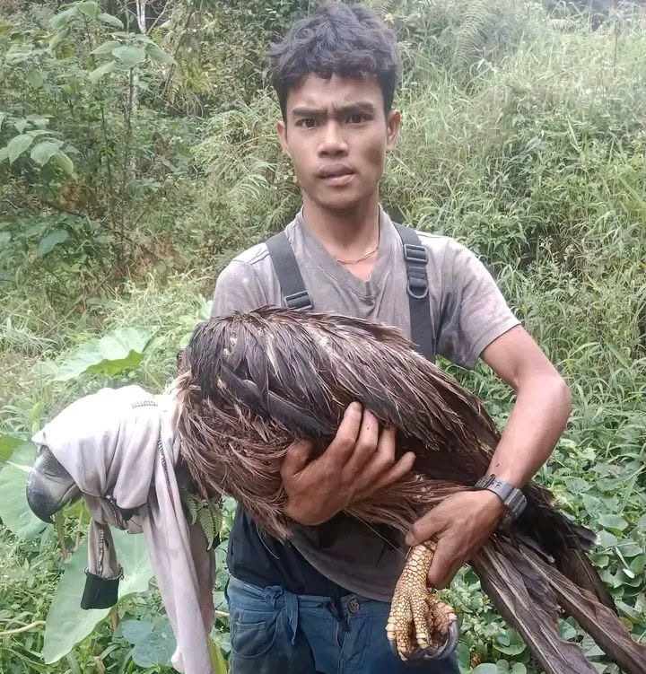LOCAL FARMER RESCUES INJURED PHILIPPINE&nbsp;EAGLE