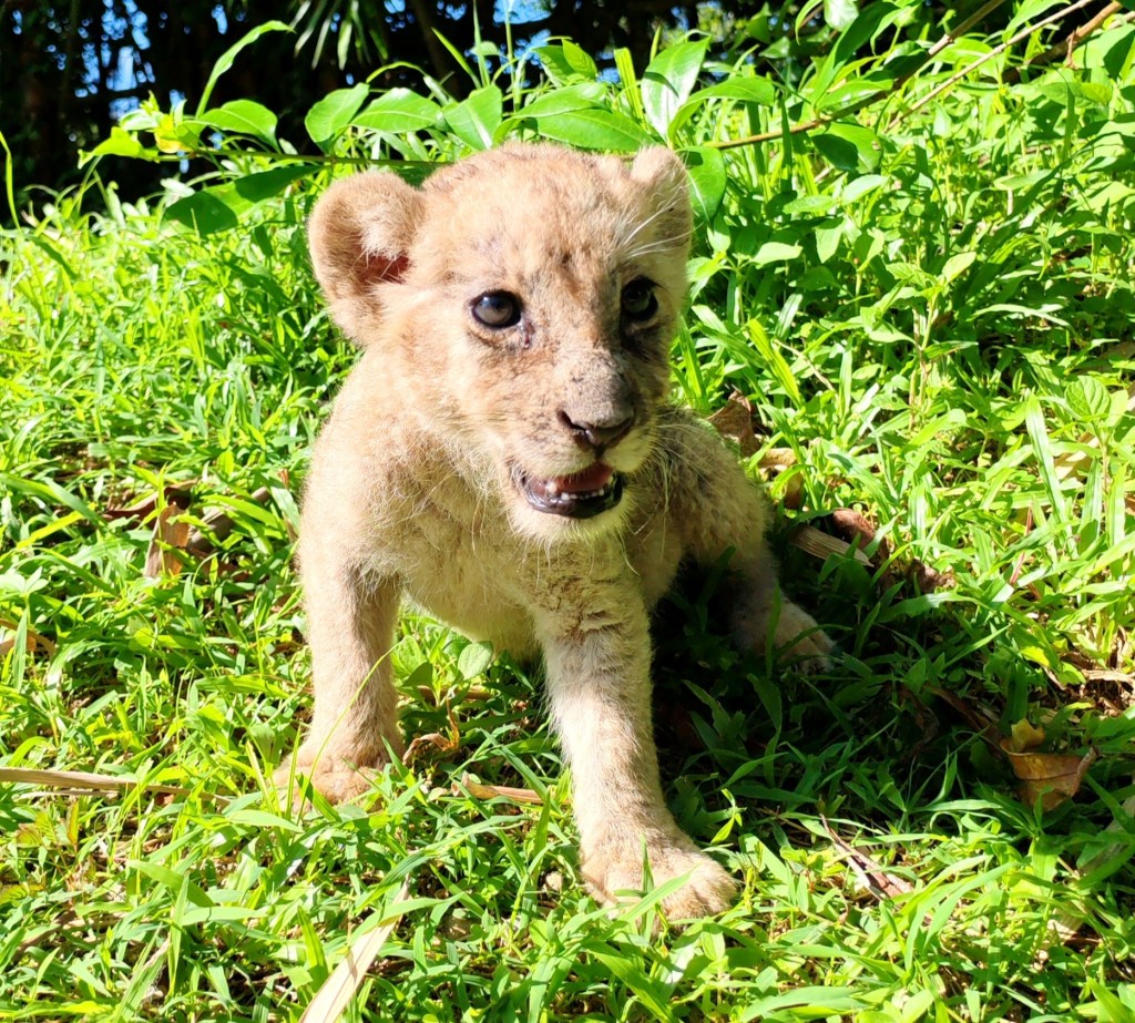 Zoobic Safari Welcomes African Lion Cub Tina