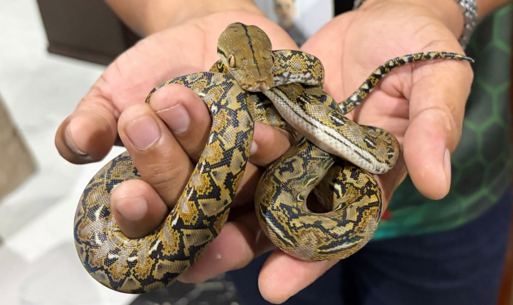 Juvenile python returned to the wild after rescue in&nbsp;Baliwag