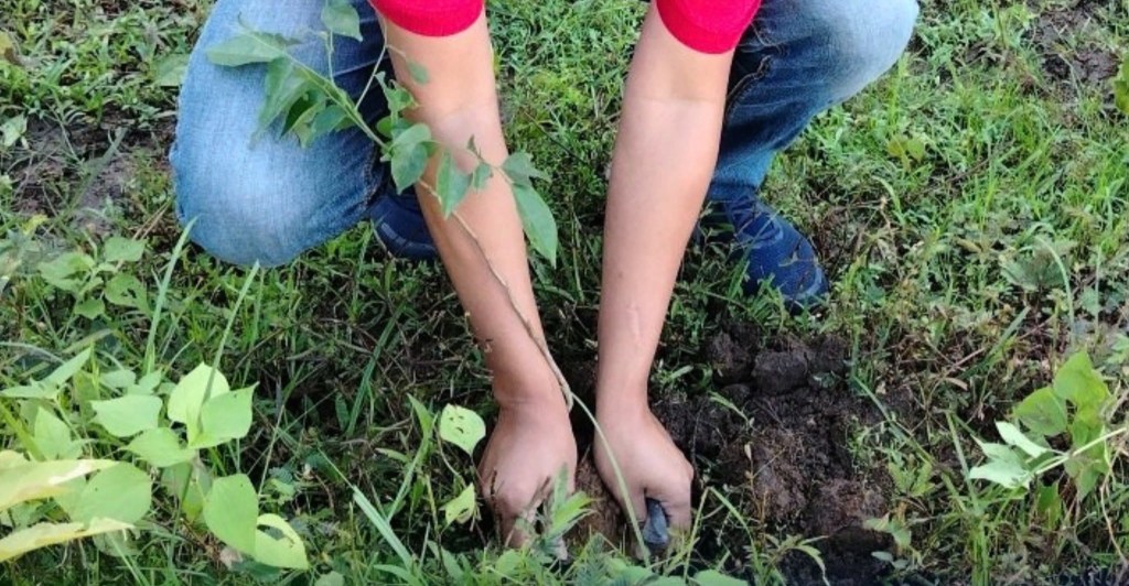 DENR, Philippine Red Cross plant 1,000 native trees in&nbsp;Zambales