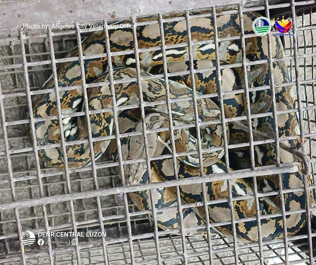 ANGELES CITY GOVERNMENT RESCUES, TURNS OVER THREE RETICULATED PYTHONS TO&nbsp;DENR
