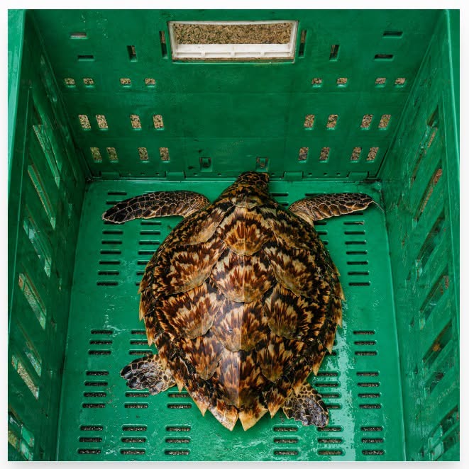 HAWKSBILL SEA TURTLE RESCUED,&nbsp;RELEASED