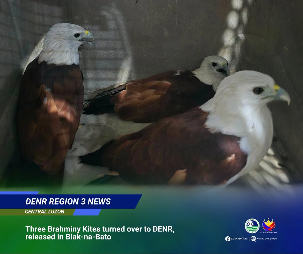 Three Brahminy Kites turned over to DENR, released in&nbsp;Biak-na-Bato