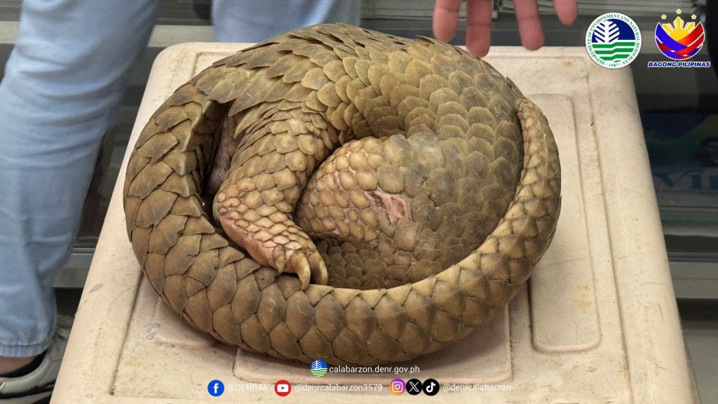 Philippine Pangolin Turned Over to DENR for Rehabilitation