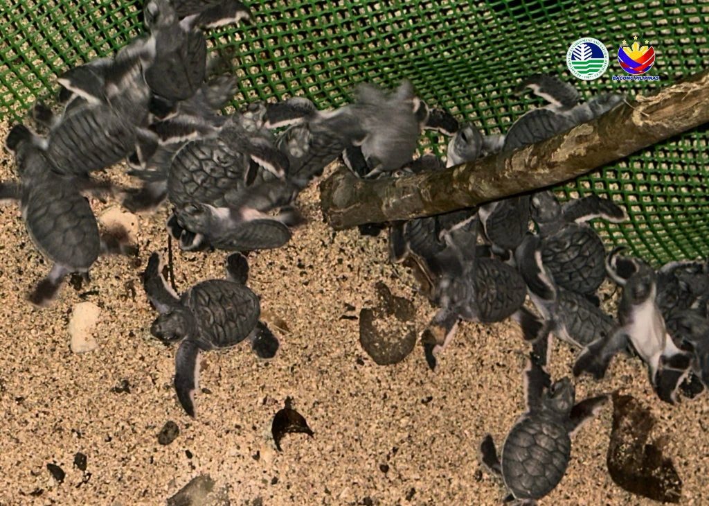 127 Green Sea Turtle Hatchlings Released in&nbsp;Baler