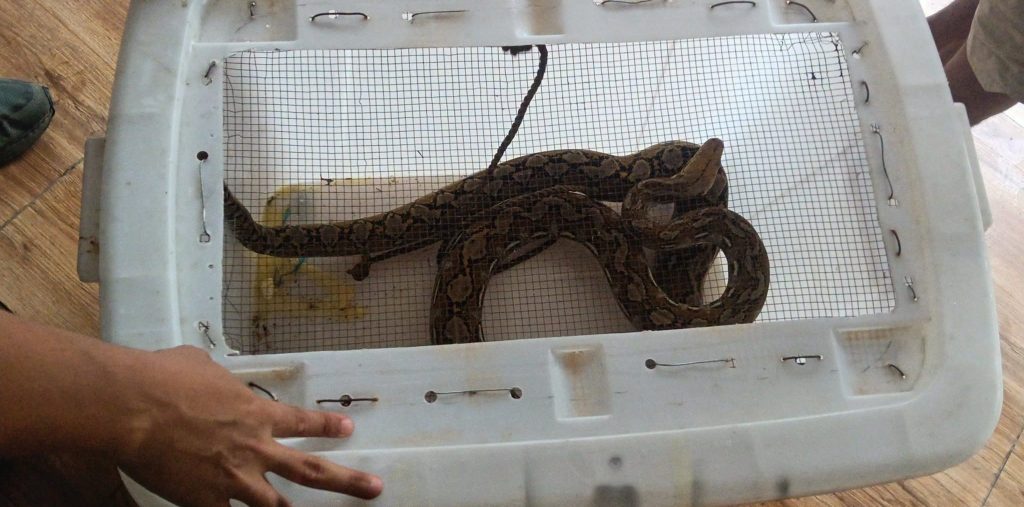 Reticulated Phyton Rescued