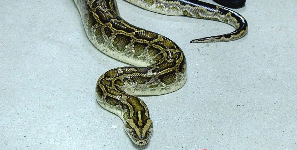 14-foot Burmese python nasagip sa&nbsp;Makati
