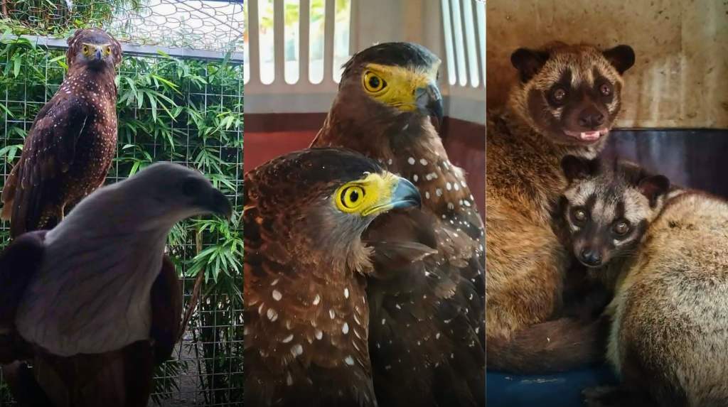 Two Asian palm civets, two serpent eagles, Brahminy kite turned over to&nbsp;DENR