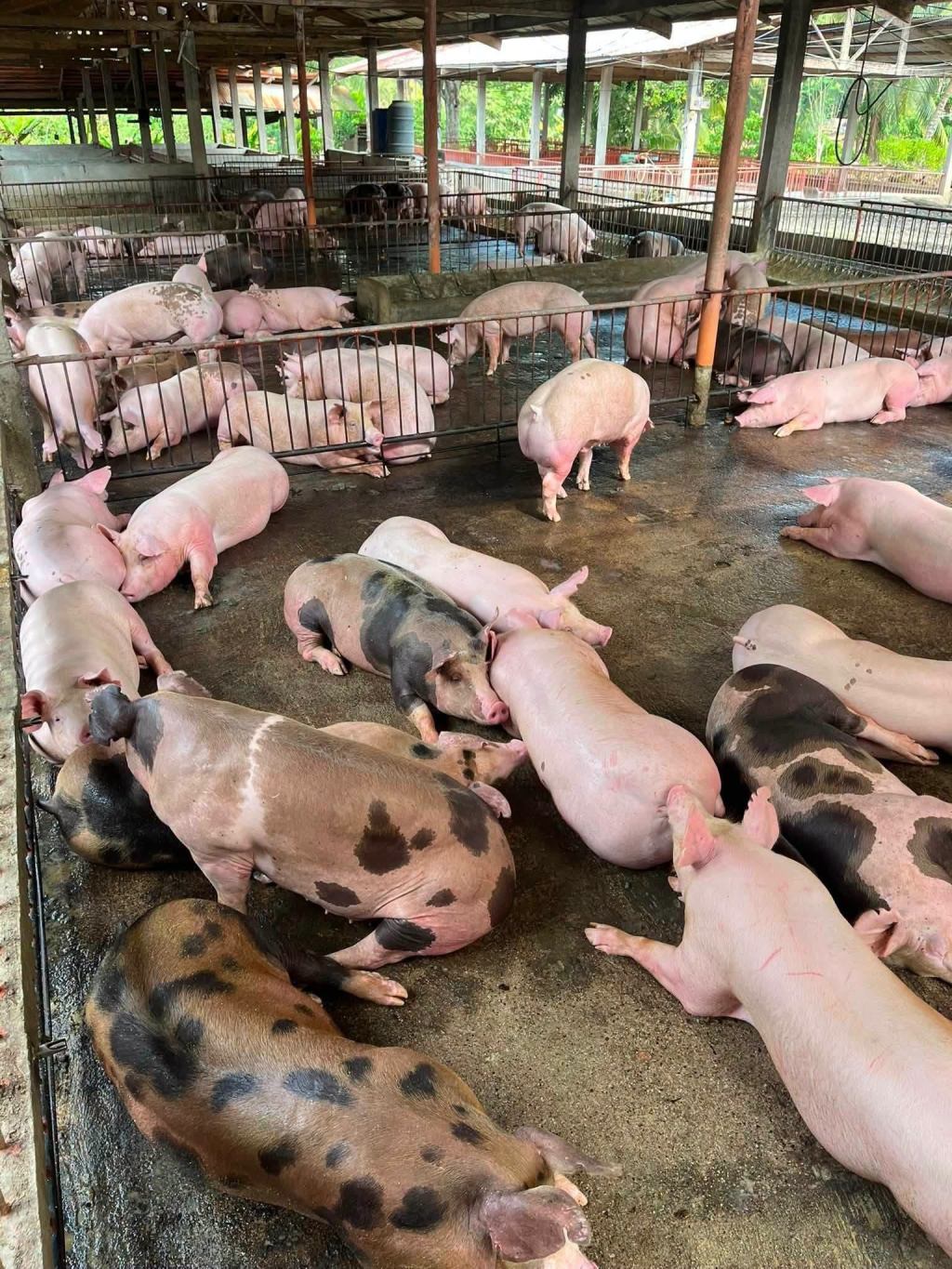 MARIA AURORA INTENSIFIES ASF CONTROL MEASURES; 182 PIGS&nbsp;CULLED