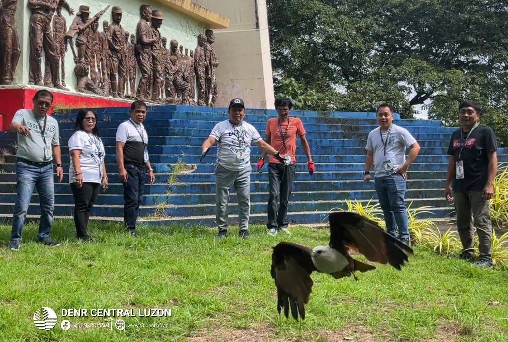 DENR Releases Rehabilitated Brahminy&nbsp;Kite