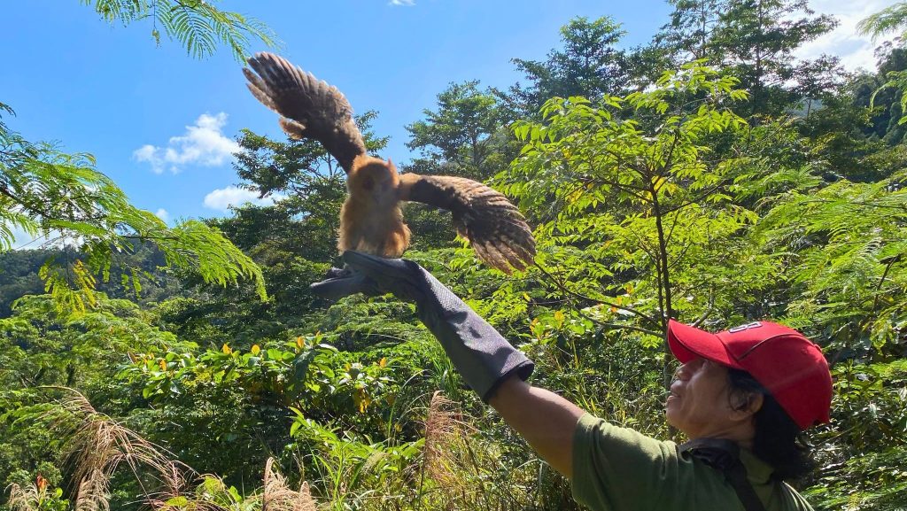 Six rehabilitated wildlife released in Aurora forests