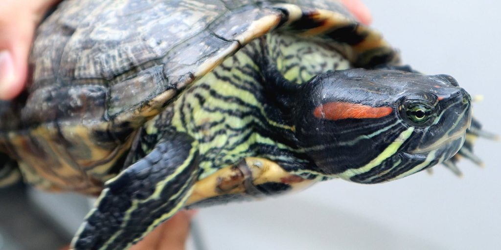 DENR-NCR, NAGBABALA SA PANGANIB NG INVASIVE ALIEN SPECIES SA KAPALIGIRAN