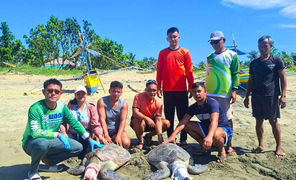 DENR Tags, Releases Five Female Green Sea Turtles in&nbsp;Aurora